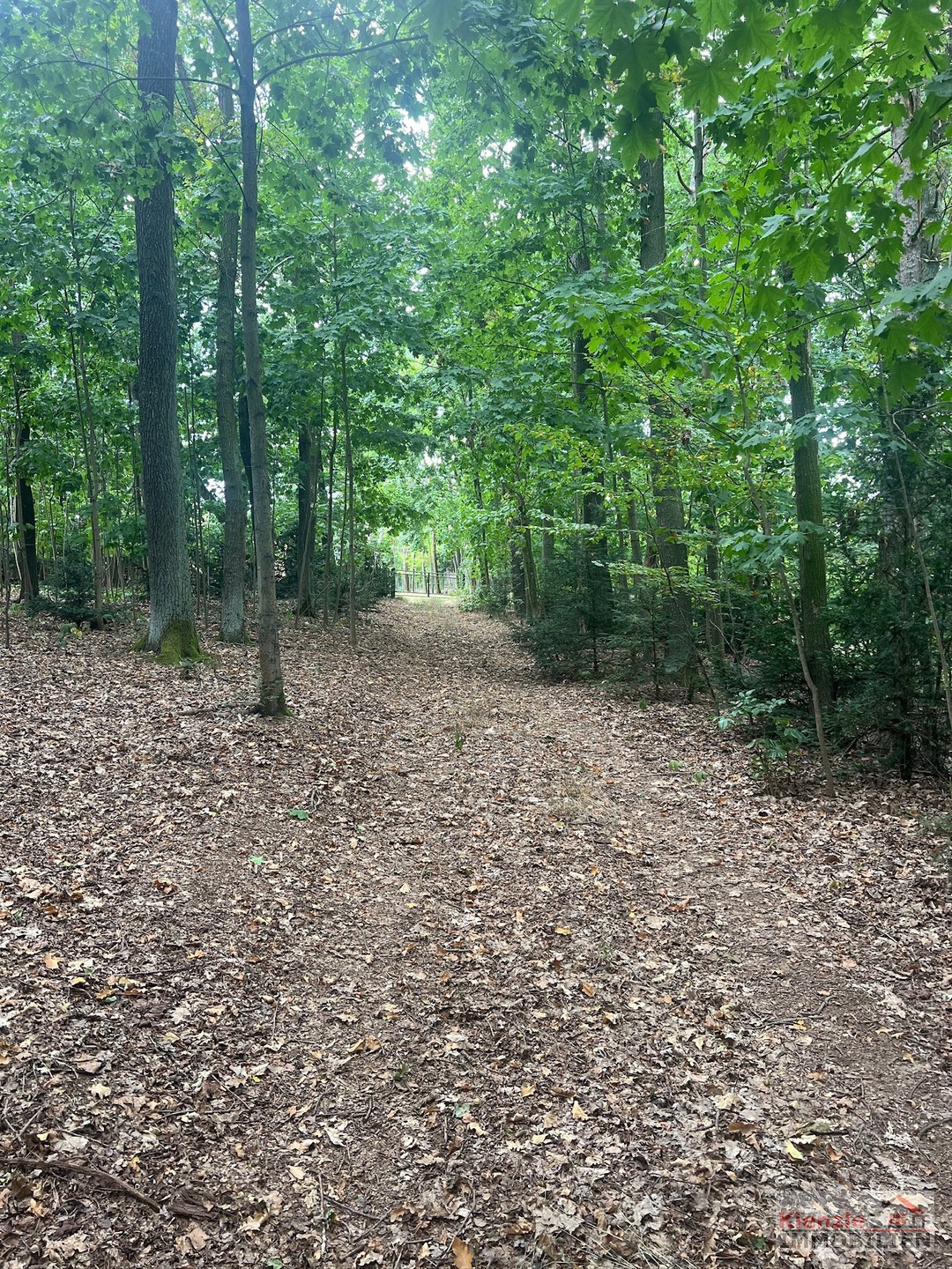 PROVISIONSFREI Idyllisches Wald- und Wiesengrundstück in Medingen bei Dresden - ideal für Handwerker